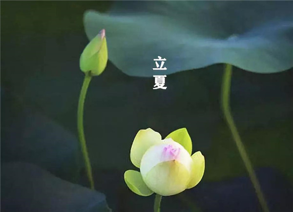立夏已至，萬物向陽；